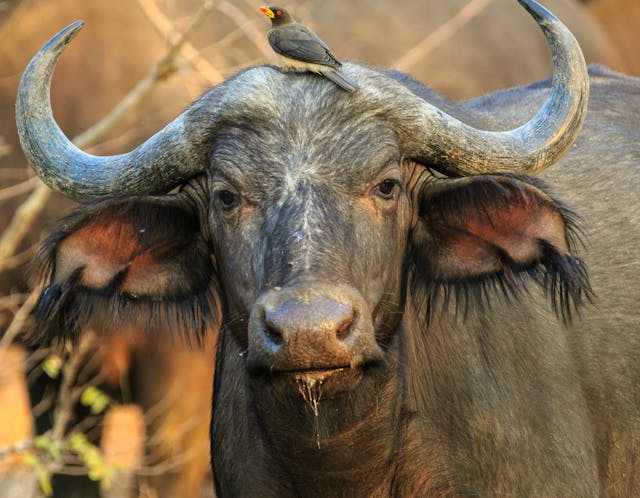 buffalo in africa safari