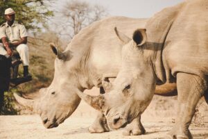 image illustration of Two Rhinoceros