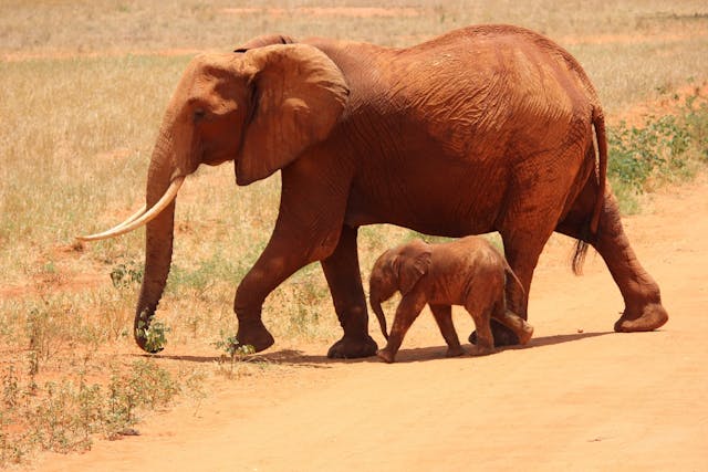 elephant in africa safari