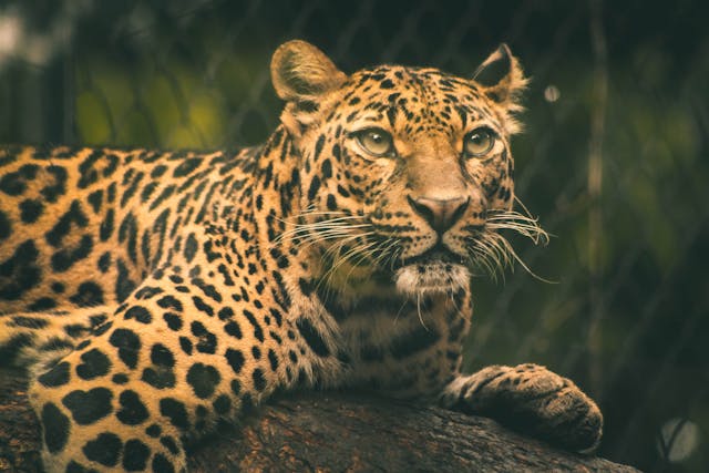 leopard in africa safari