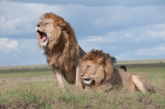 lion in africa safari