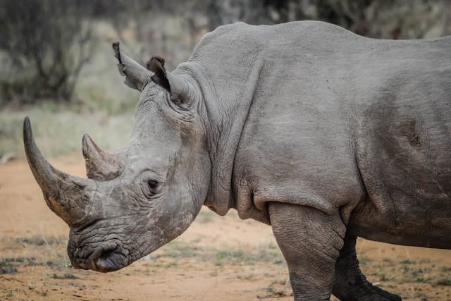 rhino in africa safari