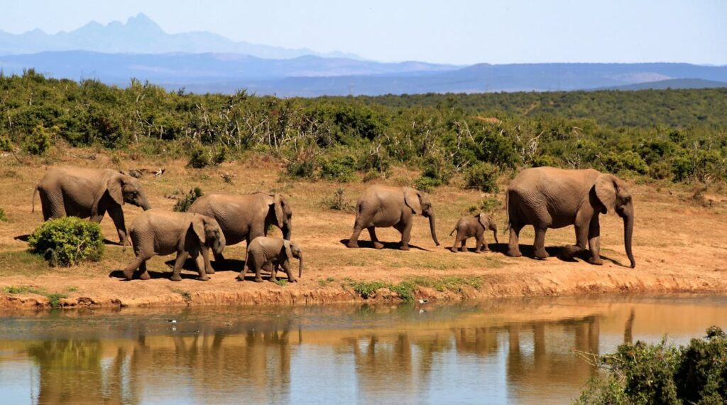 South Africa safari