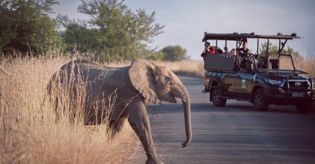 South Africa Safari Elephant Image 