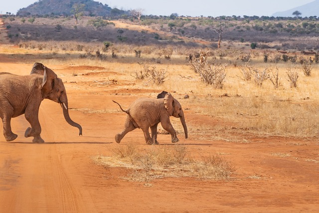 Tarangire Elephant Migration