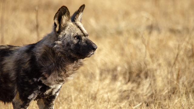 African wild dogs