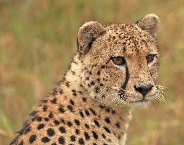 cheetah in safari