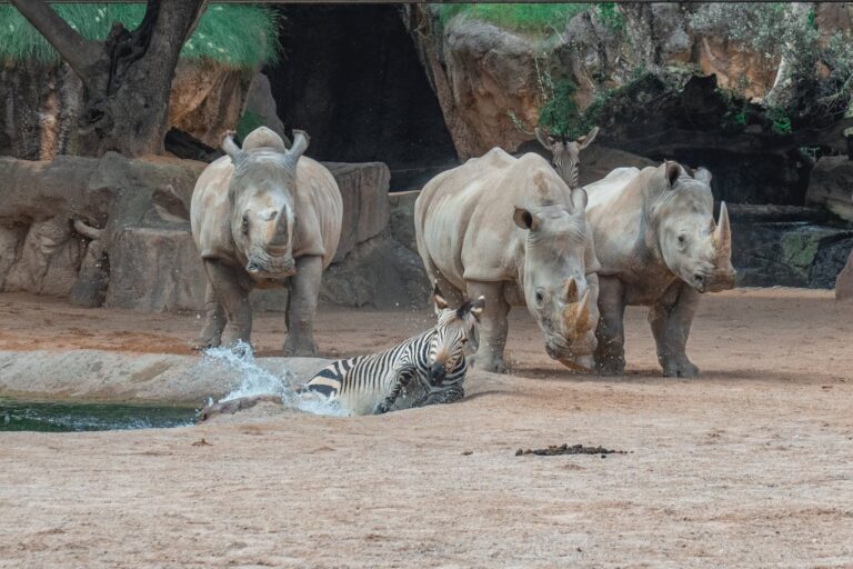 White Rhinos and Zebra at Waterhole in Cumbria Zoo