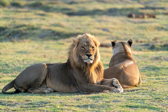 lion in Botswana Safari