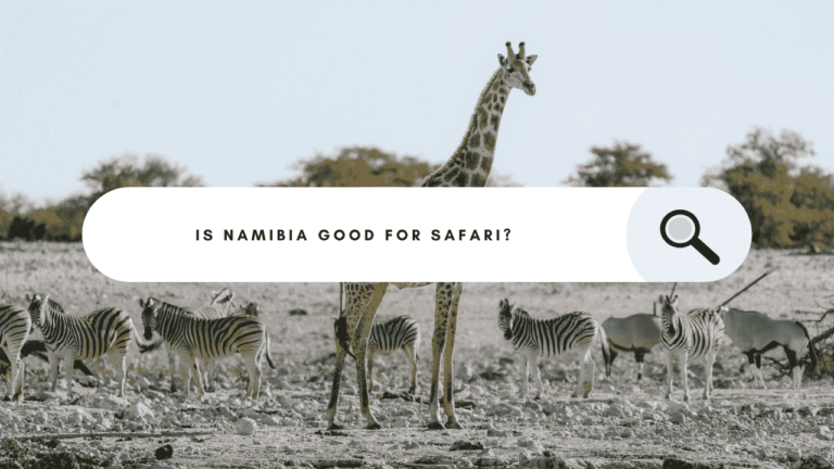 Featured image for Namibia Safari