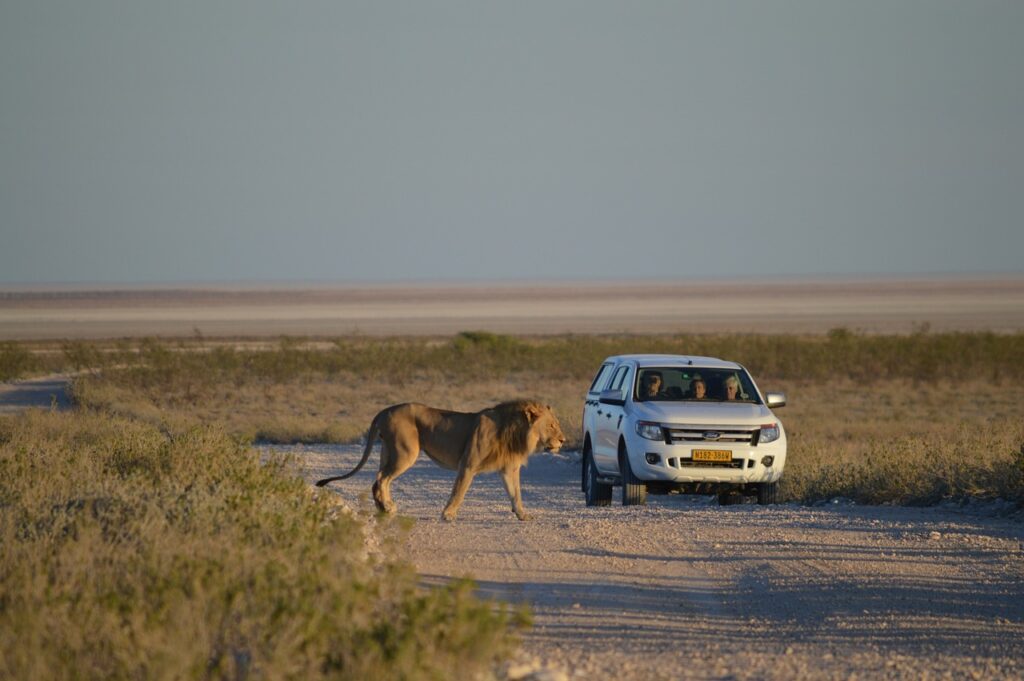 a lion crossing the road in Namibia Safari