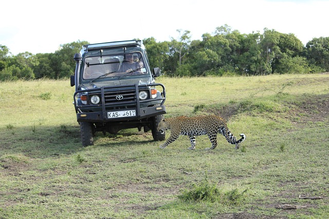 Leopard in masai mara safari