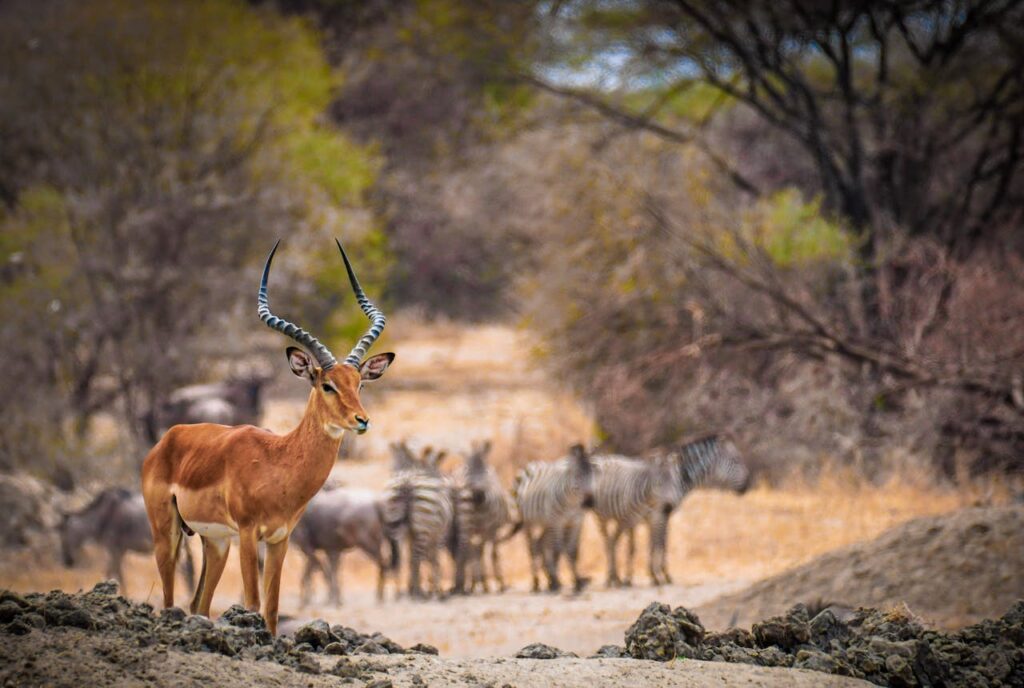 Wildlife in Botswana Safari