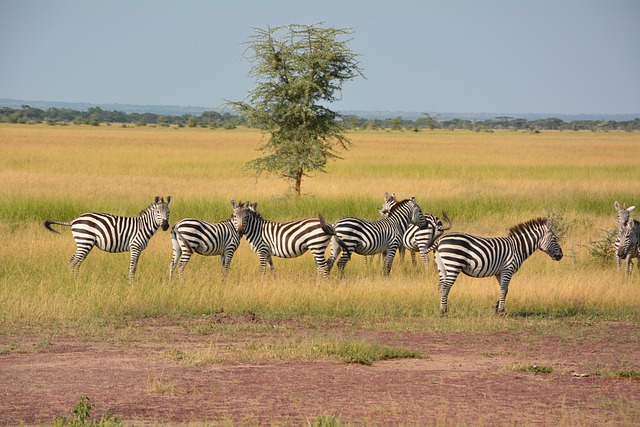 Zebras in Serengeti National Park